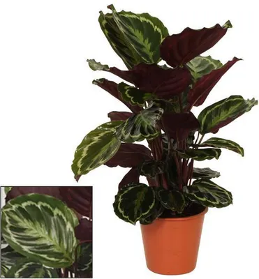Produktbild von Korbmarante Calathea Medaillon Ø19cm ↕75cm Zimmerpflanze Exotisches Blattmuster
