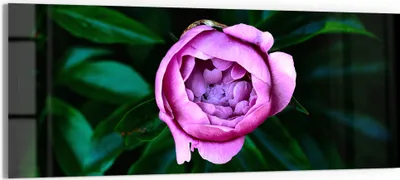 Produktbild von DEQORI Glasbild Echtglas 150x60 cm 'Rosa Blütenzauber' Wandbild Bild modern Deko