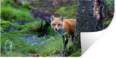 Produktbild von MuchoWow® Wandtattoo Wandsticker Wandaufkleber Fuchs - Baum - Waldtier - Herbst 160x80 cm Selbstklebend und Repositionierbar - Sticker - Dekorfolie