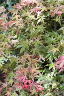 Produktbild von Acer palmatum 'Deshojo', Japanischer Ahorn, leuchtend rot, 80–100 cm