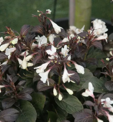 Produktbild von Weigelie ´EBONY AND IVORY®´ 30-40 cm, Cont. 2,5 l