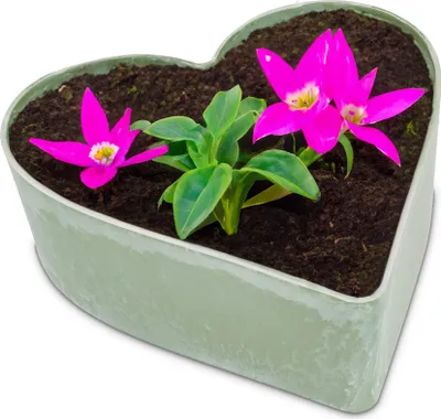 Produktbild von Herz Pflanzschale Vintage oliv-grün 22 x 20 cm Grabschmuck