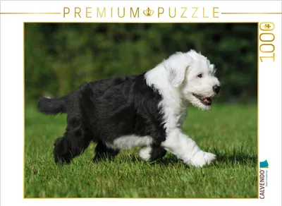 Produktbild von CALVENDO Puzzle Bobtail Welpe | 1000 Teile Lege-Größe 64x48cm Foto-Puzzle für glückliche Stunden
