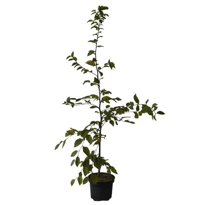 Produktbild von Hainbuche Carpinus betulus Hagebuche heimischer Laubbaum Heister mit 60-100 cm 3 Liter Topf