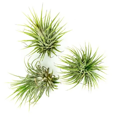Obrázek produktu pro Gardners Tillandsia ionantha green