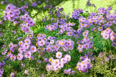 Produktbild von Aster novi-belgii 'Rosenquarz', Glattblatt-Aster, rosa, ca. 9x9 cm Topf
