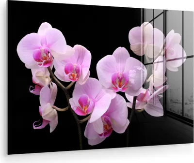 Produktbild von MuchoWow Glasbilder - Bilder auf Wandbild - Foto auf Glas Orchidee - Blumen - Rosa - Flora 120x80 cm Wanddekoration aus Glas - Acrylglasbild - Acrylbilder - Abbildung