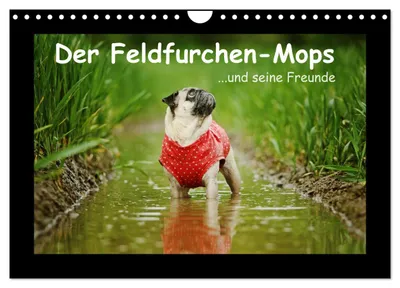 Produktbild von Der Feldfurchen-Mops (Wandkalender 2027 DIN A4 quer), CALVENDO Monatskalender