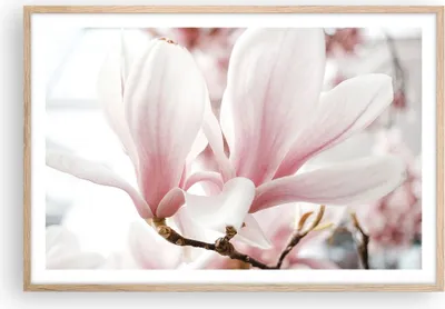 Produktbild von Gerahmtes Poster - Rahmen in heller Eiche - Zweig Magnolie Blume - 91,5x61 cm - Wand Bild - Wanddeko - Wandbilder - Kunstposter - Wandposter - Bilderrahmen - Bilder - Kunstdruck - P2NAA91x61-4538