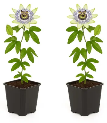 Produktbild von Exotenherz Kletterpflanzen - Passionsblume - Passiflora caerulea  - 2er Set - 11cm Topf