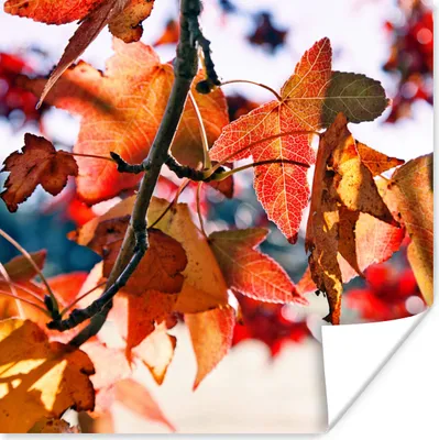 Produktbild von MuchoWow® Poster Ahorn - Blätter - Rustikal - Herbst 100x100 cm - Babyzimmer