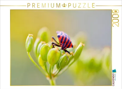 Produktbild von CALVENDO Puzzle Rote Streifenwanze 2000 Teile Puzzle quer | 2000 Teile Lege-Größe 90x67cm Foto-Puzzle für glückliche Stunden