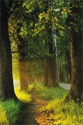 Produktbild von Wallario selbstklebendes Poster - Allee bei Sonnenuntergang, Größe: 61 x 91,50 cm