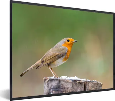 Produktbild von MuchoWow® Gerahmtes Poster Tiere - Vogel - Rotkehlchen 80x60 cm - Poster mit Schwarzem Bilderrahmen Wandposter Rahmen Foto Bilder - Schwarzem - Mit Gestell