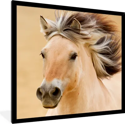 Produktbild von MuchoWow® Gerahmtes Poster Pferde - Tiere - Mähne - Porträt 40x40 cm - Poster mit Schwarzem Bilderrahmen Wandposter Rahmen Foto Bilder - Mit Rahmen - Wanddekoration Schlafzimmer