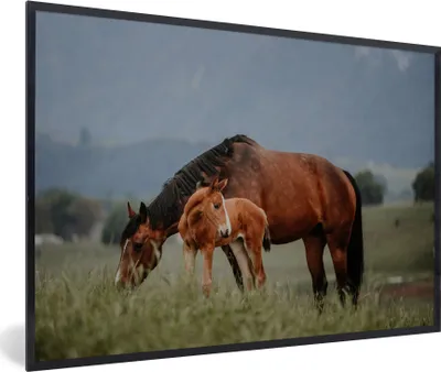 Produktbild von MuchoWow® MuchoWow® Gerahmtes Poster Pferde - Fohlen - Natur 90x60 cm - Poster mit zchwarzem Bilderrahmen - Fotorahmen - Foto-Plakat
