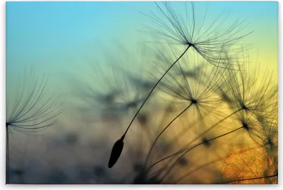 Produktbild von Leinwandbild Blumen Garten 60 x 90 cm - Wandbild Pusteblume Gelb Blau Natur - Keilrahmen Wohnzimmerdeko Wanddeko Wandgemälde