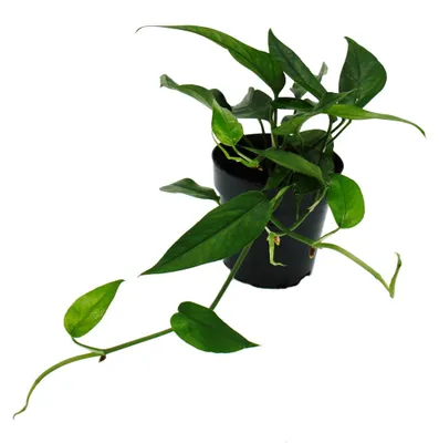 Produktbild von Epipremnum pinnatum "Cebu Blue" - blaugrüne Efeutute - 12cm Topf