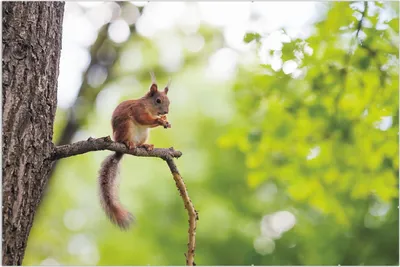 Produktbild von Wallario Wandbild Eichhörnchen auf einem Ast, Größe: 61 x 91,5 cm, Poster mit rahmenlosen Bildhalter