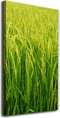 Produktbild von Tulup Leinwandbild® - 70x140cm - Wandkunst - Drucke auf Leinwand - Leinwanddruck - Wohnzimmer Wanddekoration XXL - Wohnung Deko Kunstdrucke - Blumen & Pflanzen - Grün - Reisplantage