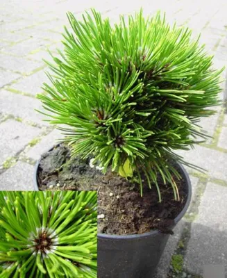 Produktbild von Pinus heldreichii Schmidtii - Schlangenhautkiefer Schmidtii - 15-20cm