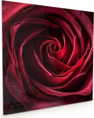 Produktbild von Küchenrückwand Spritzschutz Glas mit Motiv Rose Makroaufnahme 40 x 40 cm