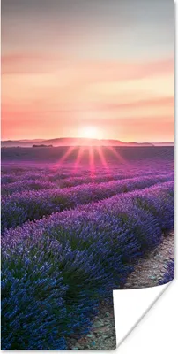 Produktbild von MuchoWow® Poster Lavendel - Lila - Blumen - Himmel 20x40 cm - Plakat - Foto