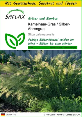 Produktbild von SAFLAX Anzucht Set - Kamelhaar-Gras / Silber-Ährengras - Stipa calamagrostis - 50 Samen - Mit Mini-Gewächshaus, Anzuchtsubstrat und 2 Töpfen