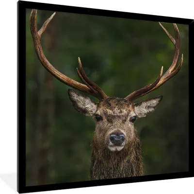Produktbild von MuchoWow® Gerahmtes Poster Hirsch - Geweih - Natur 40x40 cm - Poster mit Schwarzem Bilderrahmen Wandposter Rahmen Foto Bilder - Mit Rahmen - Wanddekoration Schlafzimmer