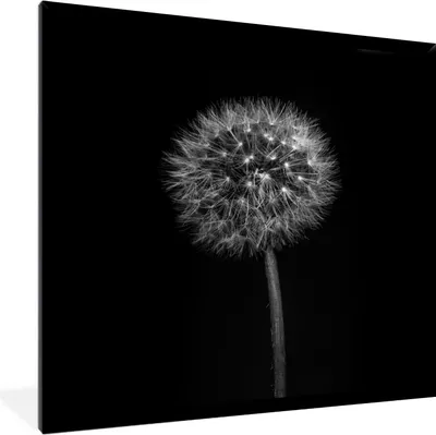 Produktbild von MuchoWow® Gerahmtes Poster Löwenzahn - Schwarz - Floral - Botanisch 40x40 cm - Poster mit Schwarzem Bilderrahmen Wandposter Rahmen Foto Bilder - Mit Rahmen - Wanddekoration Schlafzimmer