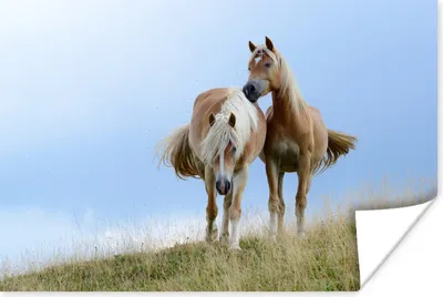 Produktbild von MuchoWow® Poster Haflinger Pferde auf der Wiese 90x60 cm - Schlafzimmer