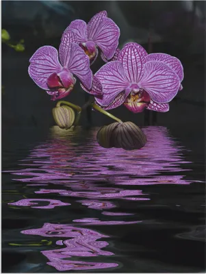 Produktbild von ARTland Wandbild Alu für Innen & Outdoor Wasserorchidee Größe: 30x40 cm