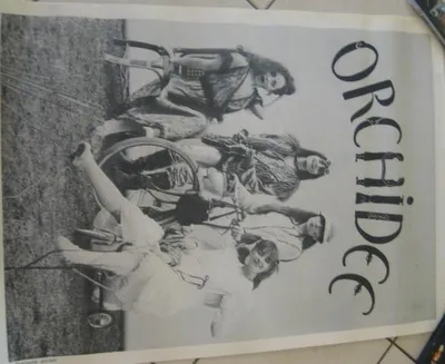 Obrázek produktu pro ORCHIDEE - Plakát - 50x70 cm