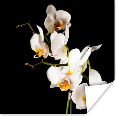 Produktbild von MuchoWow® Poster Orchidee - Blumen - Pflanzen - Botanisch 50x50 cm - Wohnzimmerdekoration
