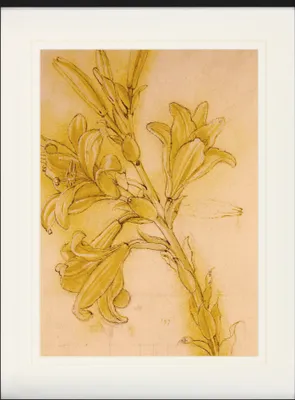 Produktbild von Leonardo Da Vinci Gerahmtes Bild Mit Edlem Passepartout | Wand-Bilder | Im Bilderrahmen - Lilienstudie, 1480-1485 (80 x 60 cm)