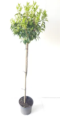 Produktbild von Lorbeerkirsche Hochstamm Kugel 170–180 cm – Prunus lusitanica Angustifolia, immergrün, winterhart, Kugeliger Baum für Garten & Terrasse