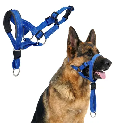 Produktbild von Hundehalsband für mittelgroße Hunde – Blau