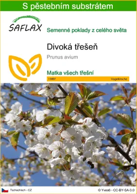 Obrázek produktu pro SAFLAX - divoká třešeň - Prunus avium - 10 Semena - S pěstebním substrátem bez klíčků