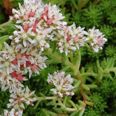 Produktbild von 6 x Türkischer Mauerpfeffer - Sedum lydium  | Topf 9cm x 9cm
