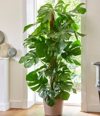 Produktbild von BALDUR Garten 1x Monstera Pertusum am Moosstab, Pflanze im 24 cm-Topf, ca 120 cm hoch, großblättrige Zimmerpflanze, dekorativer Blickfang mit Moosstab, luftreinigend & pflegeleicht