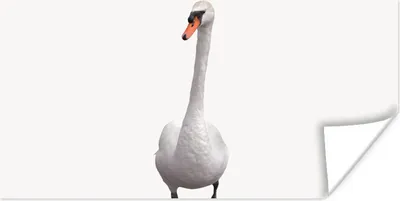 Produktbild von MuchoWow® Poster Schwan - Tiere - Vogel - Jungen - Mädchen - Kinder 40x20 cm - Poster für die Wand - Poster Schlafzimmer