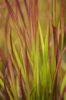 Produktbild von Imperata cylindrica 'Red Baron', Japanisches Blutgras, ca. 9x9 cm Topf