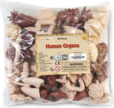 Produktbild von Safari Ltd Human Organs Bulk Bag Multicolor One Size