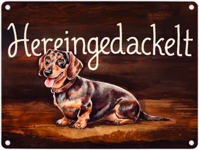 Produktbild von Hereingedackelt Metallschild in 15x20 cm mit Dackel