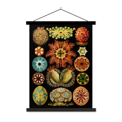 Produktbild von MuchoWow® Textilposter Vintage - Ernst Haeckel - Meerestier - Natur - Meer - Kunst 40x53 cm mit schwarzem Rahmen - Abbildung