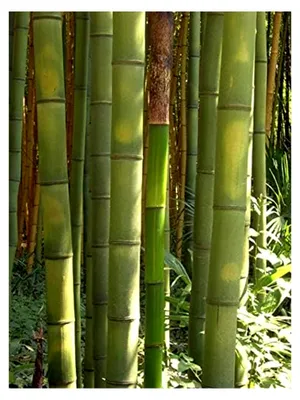 Produktbild von Anzuchtset Riesenbambus (Dendrocalamus gigantea) 60 Samen