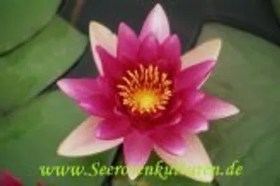 Produktbild von 2 SEEROSEN der Sorte Escarboucle, rote Blüten