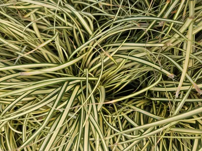 Obrázok produktu pre Zlatá ostrica Carex oshimensis 'Evergold' 10–25 cm, Ø 9 cm, 12 rastlín, pôdopokryvná rastlina