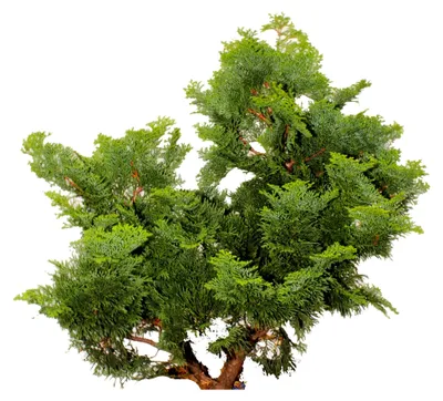 Produktbild von Chamaecyparis obtusa Nana Gracilis Muschelzypresse winterhart 15-20 cm