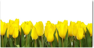 Produktbild von Tulup Glas-Bild -140x70- Wandkunst Dekorative Wand für Küche & Wohnzimmer - Blumen & Pflanzen - Gelbe Tulpen - Gelb
